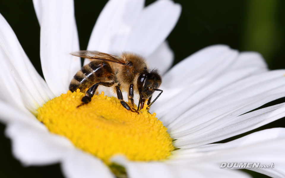 01 European honey bee (Apis mellifera)